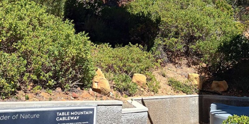 Cape Town: Table Mountain Cable Car Tickets - Customer Reviews