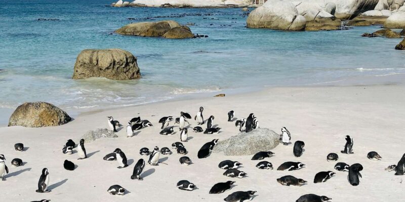 Cape Town: Table Mountain, Cape Point, Penguins Group Tour - Key Points