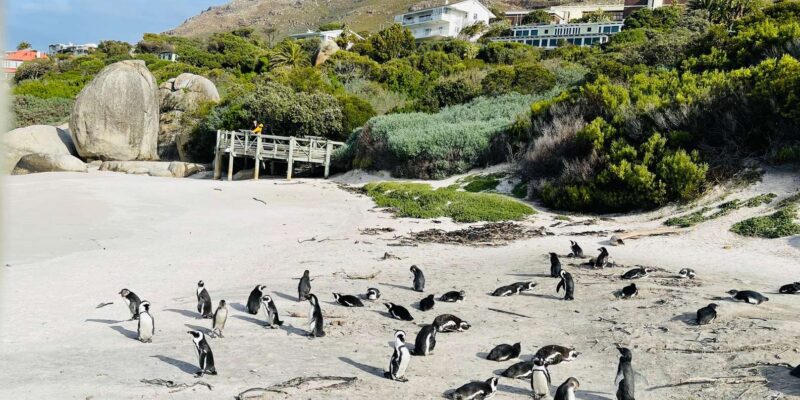 Cape Town: Table Mountain, Cape Point, Penguins Group Tour - Pickup and Drop-off