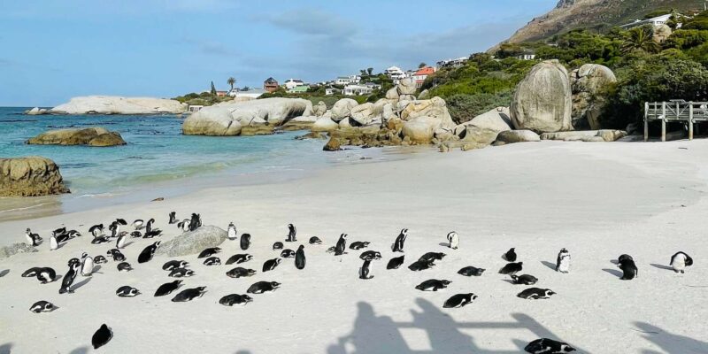 Cape Town: Table Mountain, Cape Point, Penguins Group Tour - Weather and Safety