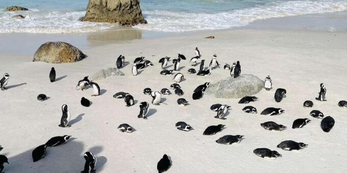 Cape Town: Table Mountain, Cape Point, Penguins Group Tour - Duration and Availability