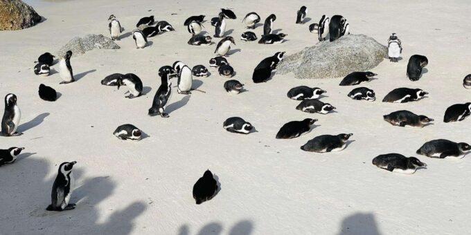 Cape Town: Table Mountain, Cape Point, Penguins Group Tour - Cancellation Policy