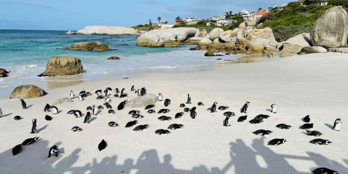 Cape Town: Table Mountain, Cape Point, Penguins Group Tour - Frequently Asked Questions