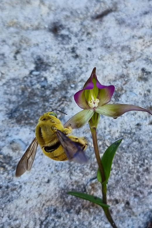 Cape Town: Table Mountain Famous Fynbos Flower Walk - Activity Overview