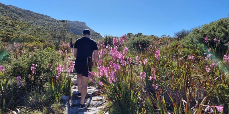Cape Town: Table Mountain Famous Fynbos Flower Walk - Booking Information