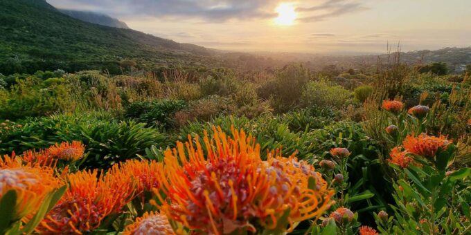Cape Town: Table Mountain Famous Fynbos Flower Walk - Birdwatching and Wildlife