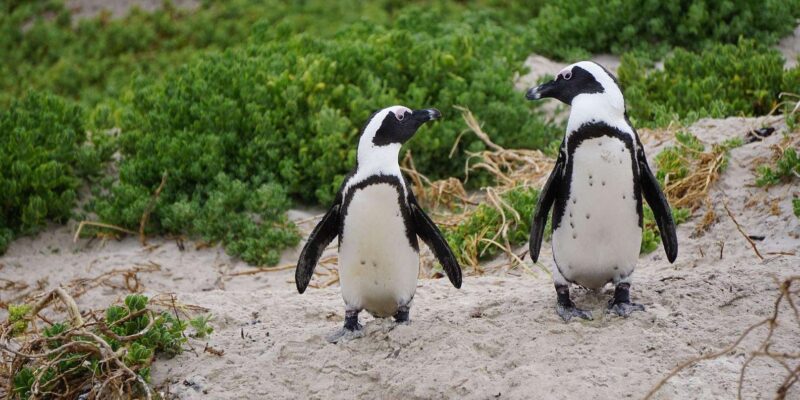 Cape Town: Table Mountain, Penguins & Cape Point Group Tour - Key Points