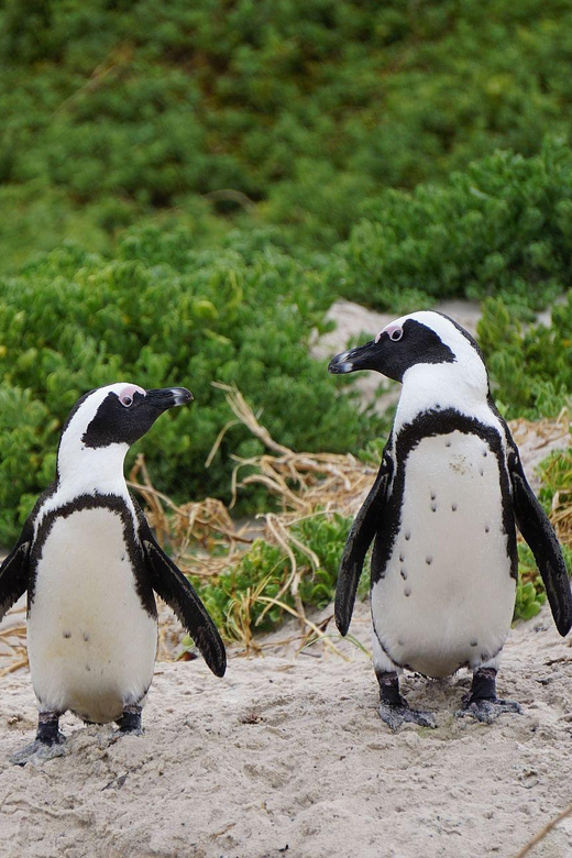 Cape Town: Table Mountain, Penguins & Cape Point Group Tour - Itinerary Highlights