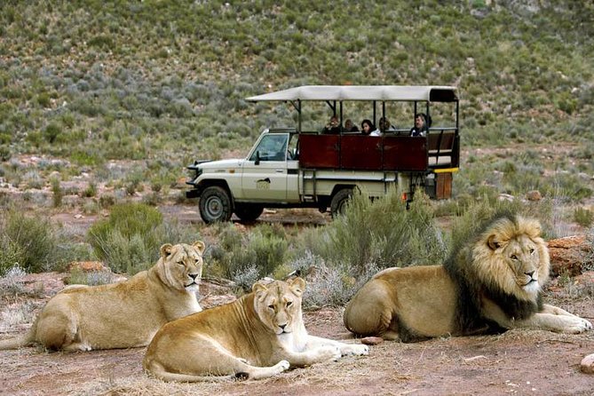 Cape Town - The Best of Aquila Safari Tour - Key Points