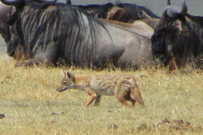 Cape Town - The Best of Aquila Safari Tour - Diverse Wildlife Sightings