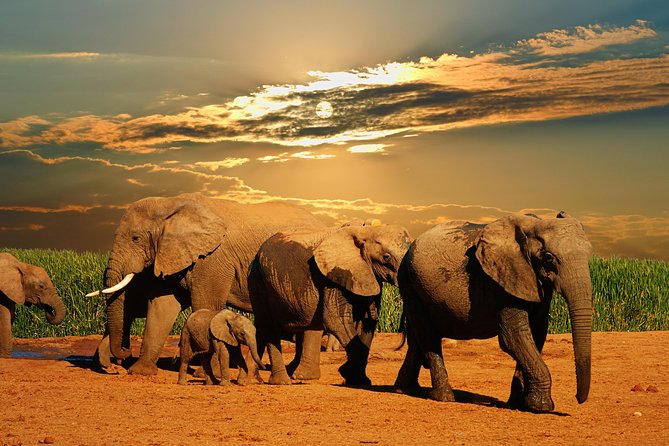 Cape Town - The Best of Aquila Safari Tour - Comfort and Convenience