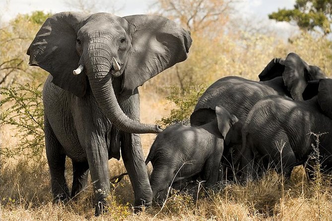 Cape Town - The Best of Aquila Safari Tour - Pickup and Accessibility