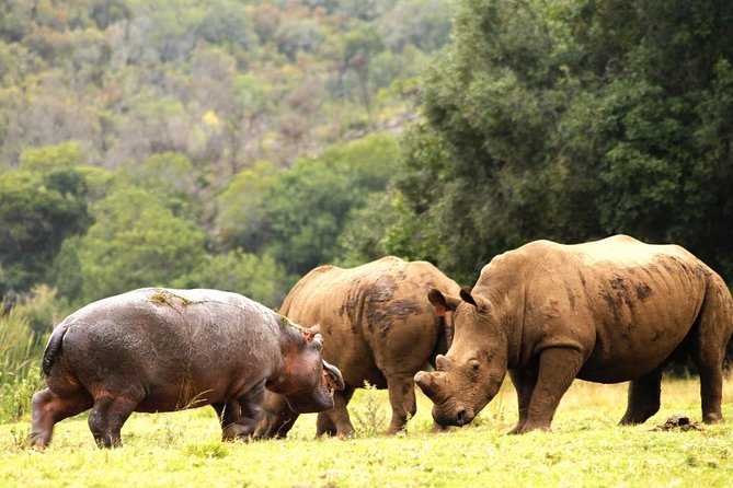 Cape Town - The Best of Aquila Safari Tour - Tour Policies