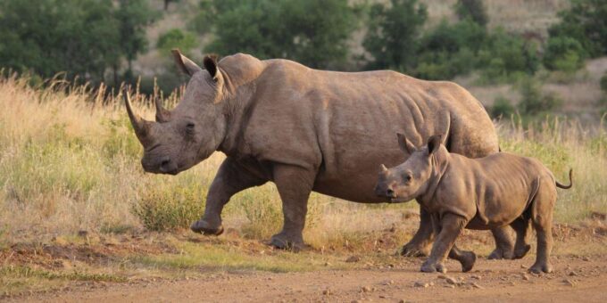 Cape Town to Johannesburg - 13 Days Private Safari - Tour Overview