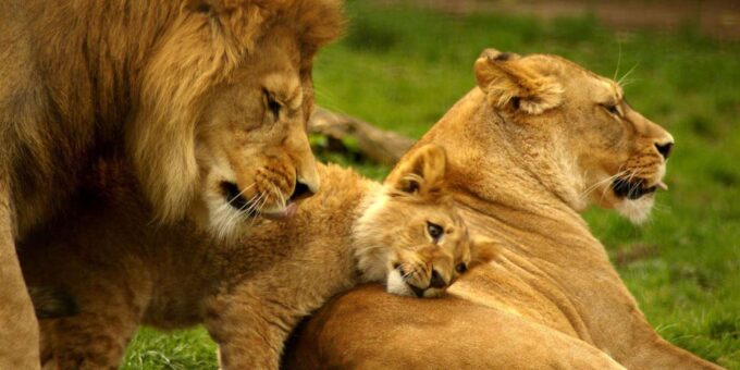 Cape Town to Johannesburg - 13 Days Private Safari - Frequently Asked Questions