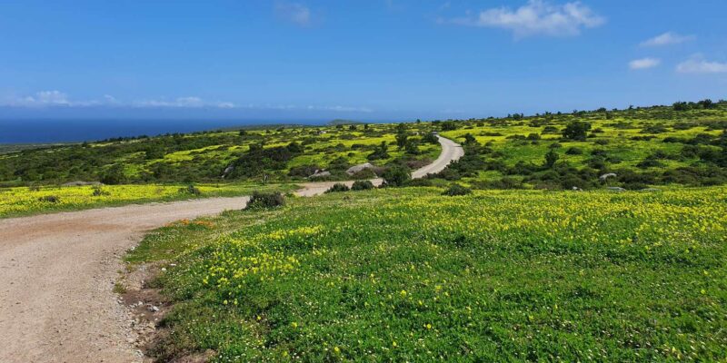 Cape Town: West Coast Full Day Private Tour - Experience and Customization