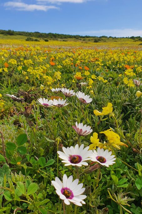 Cape Town: West Coast Full Day Private Tour - Booking and Cancellation