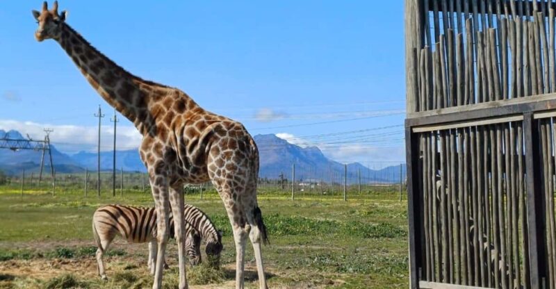 Cape Town: Wine Tasting, Giraffe House and Cheetah Encounter - Tour Overview