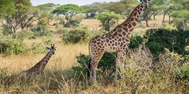 Cape Town: Wine Tasting, Giraffe House and Cheetah Encounter - Cheetah Encounter