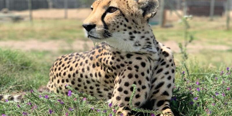 Cape Town: Wine Tasting, Giraffe House and Cheetah Encounter - Premium Wine Tasting