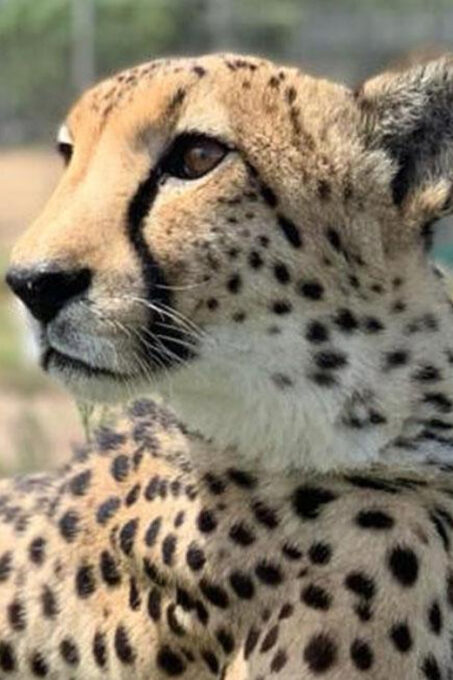 Cape Town: Wine Tasting, Giraffe House and Cheetah Encounter - Inclusions