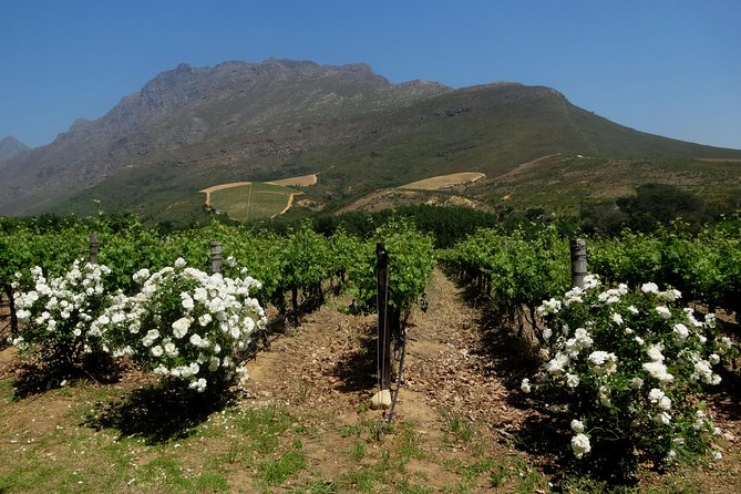 Cape Town Winelands Stellenbosch Private Afternoon Tour - Tour Experience