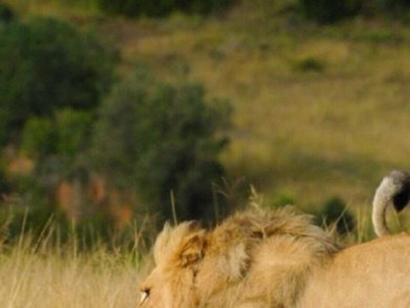 CAPE TOWN:PRIVATE SAFARI DRIVE AT AQUILA GAME RESERVE - Key Points