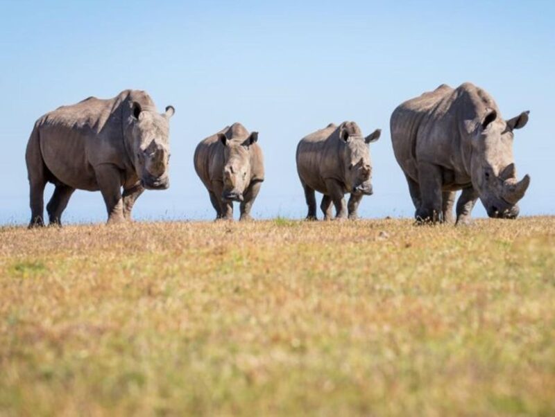 CAPE TOWN:PRIVATE SAFARI DRIVE AT AQUILA GAME RESERVE - Pricing and Booking Details