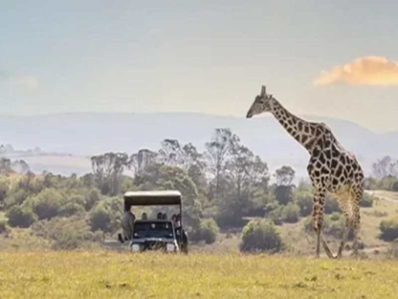 CAPE TOWN:PRIVATE SAFARI DRIVE AT AQUILA GAME RESERVE - Exciting Activities Included