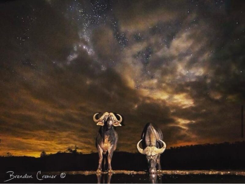 CAPE TOWN:PRIVATE SAFARI DRIVE AT AQUILA GAME RESERVE - Viewing the Renowned Big 5