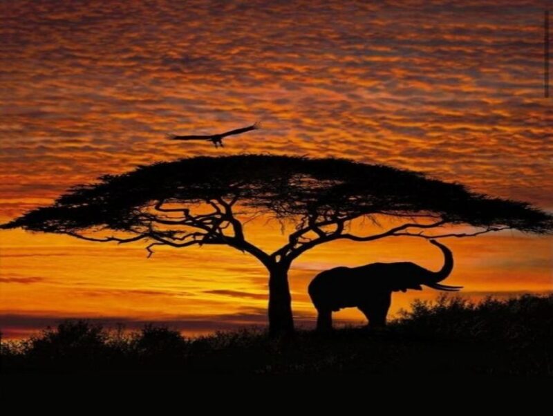 CAPE TOWN:PRIVATE SAFARI DRIVE AT AQUILA GAME RESERVE - Diverse Wildlife and Bird Species