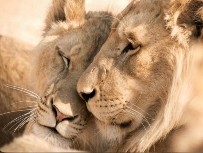 CAPE TOWN:PRIVATE SAFARI DRIVE AT AQUILA GAME RESERVE - Luxury Transportation and Guidance