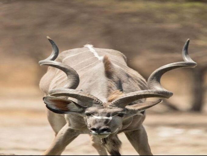 CAPE TOWN:PRIVATE SAFARI DRIVE AT AQUILA GAME RESERVE - Delectable Lunch at Aquila Lodge