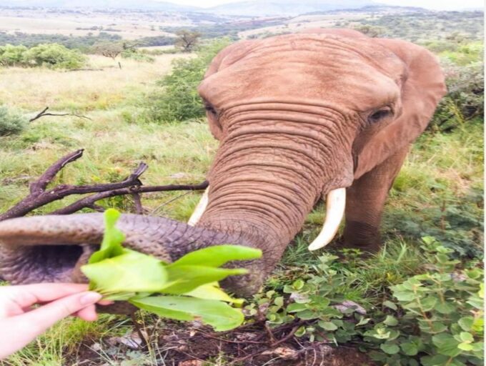 CAPE TOWN:PRIVATE SAFARI DRIVE AT AQUILA GAME RESERVE - Optional Thrilling Experiences