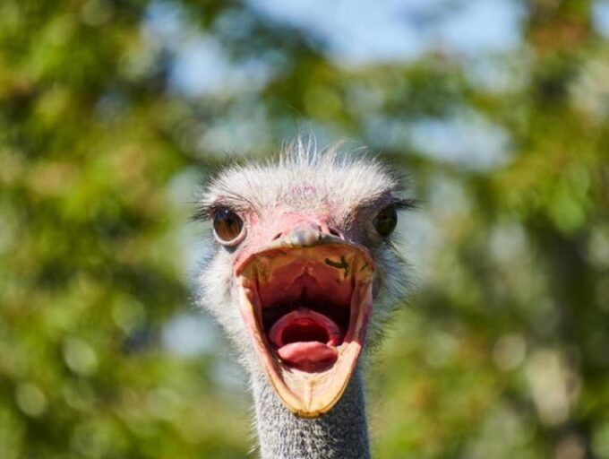 CAPE TOWN:PRIVATE SAFARI DRIVE AT AQUILA GAME RESERVE - Frequently Asked Questions