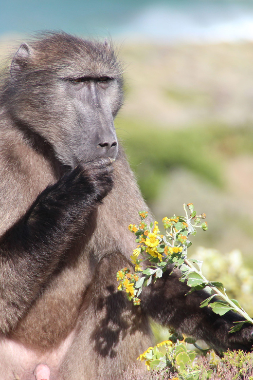 Cape Towns Best: Cape Point & Boulders Beach Day Tour - Pickup Locations