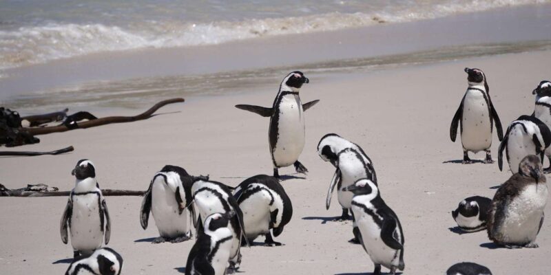 Cape Towns Best: Cape Point & Boulders Beach Day Tour - Drop-off Locations