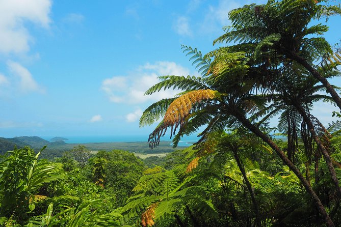 Cape Tribulation & Daintree Wilderness (TCT) - Daintree Rainforest Hike
