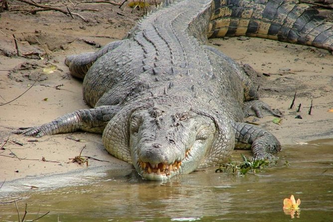 Cape Tribulation Day Tour From Cairns - Included Amenities
