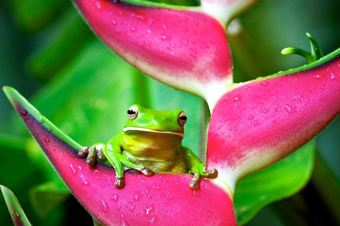 Cape Tribulation, Mossman Gorge and Daintree Rainforest Day Tour - Daintree River Cruise and Rainforest Trek
