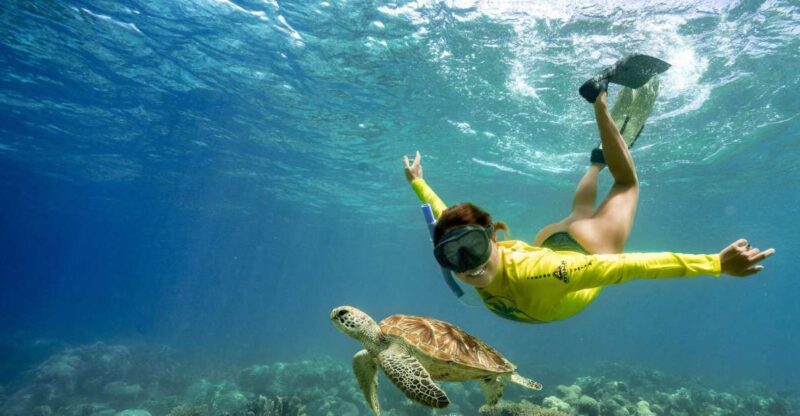 Cape Tribulation Ocean Safari Tour - Itinerary Highlights