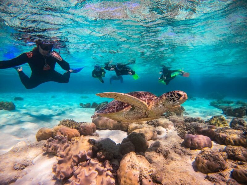 Cape Tribulation Ocean Safari Tour - Marine Life Encounters