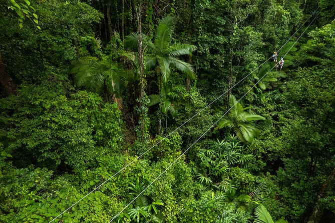 Cape Tribulation & Ziplining: Ultimate Daintree - Scenic Stops and Highlights