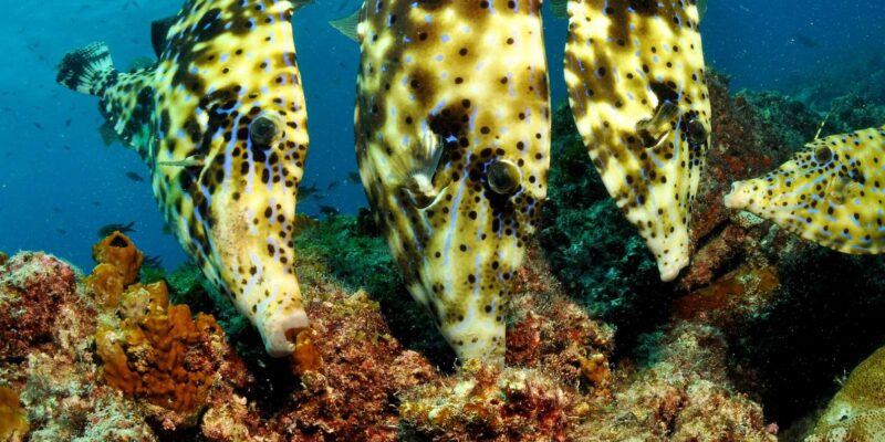 Cape Verde: Bubblemaker Scuba Diving Experience for Children - Included Amenities