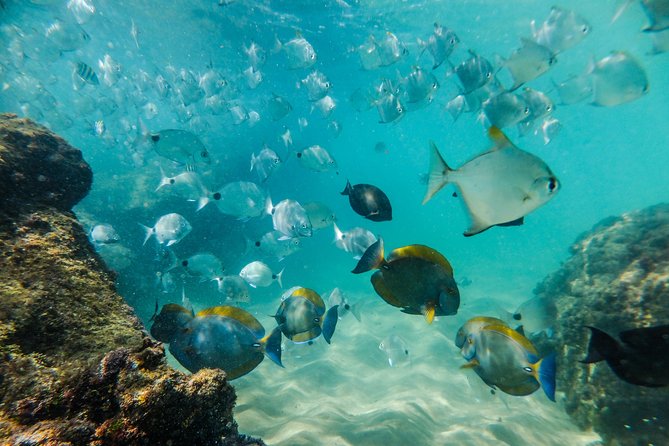 Cape Vidal Snorkeling Adventure - Guided Snorkeling Tour Experience