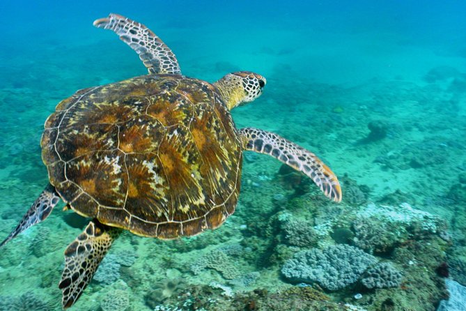 Cape Vidal Snorkeling Adventure - Details of the Small-Group Tour