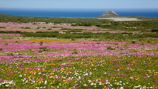 Cape West Coast Full Day Private Day Tour - Key Points