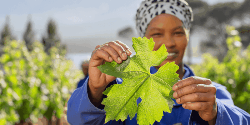 Cape Wine Farm Tours - Accessibility and Flexibility