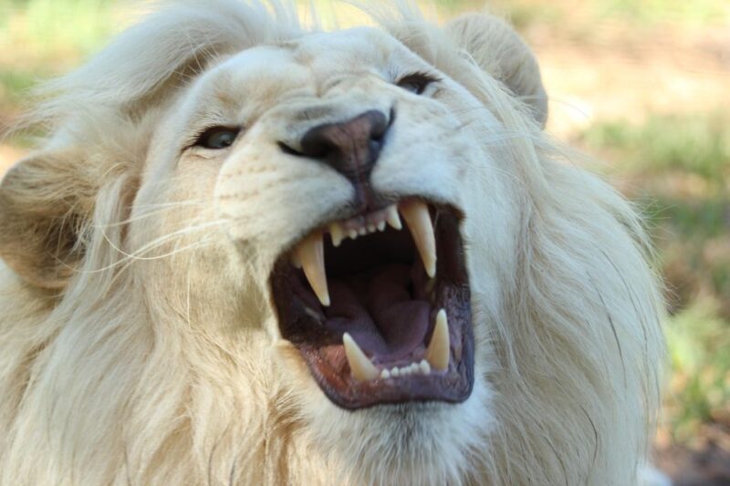 Cape Winelands Family Tour & Wildlife Encounter - Key Points