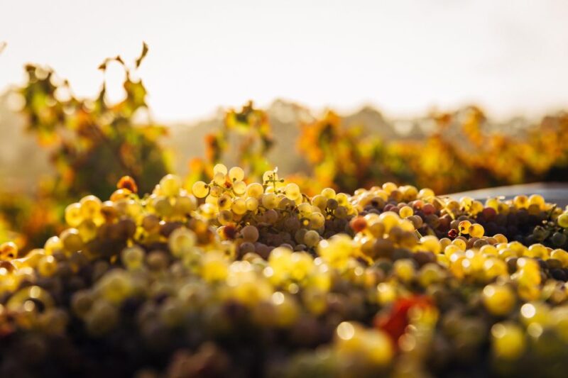 Cape Winelands Family Tour & Wildlife Encounter - Fairview Wine and Cheese